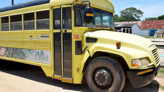 Plantation Millot - (Cananga)