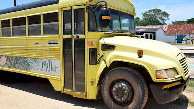 Plantation Millot - (Cananga)