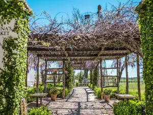 Signor Vineyards