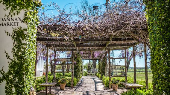 Signor Vineyards