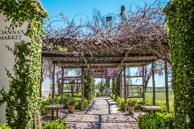 Signor Vineyards