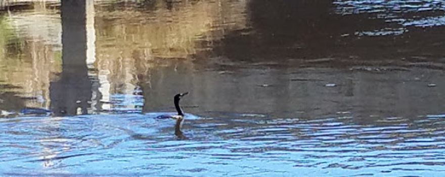 Sabine National Wildlife Refuge