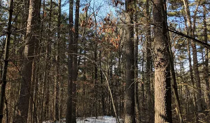 Mass Audubon's Nashoba Brook Wildlife Sanctuary