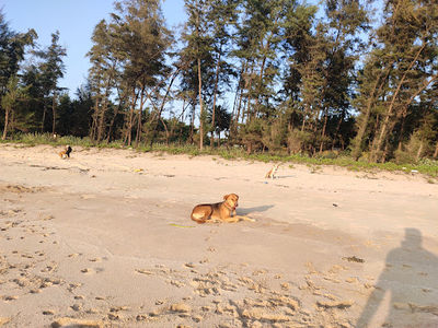 Ganeshgule Beach