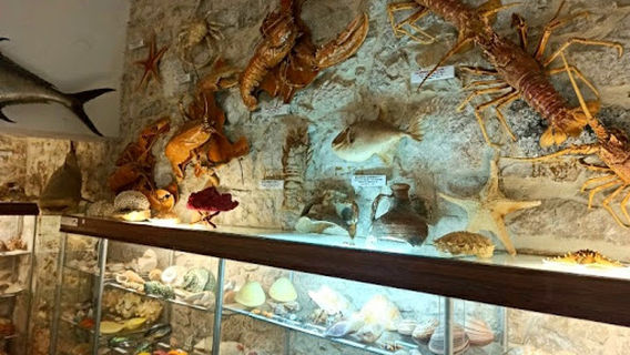 Museum „Morski konjic“