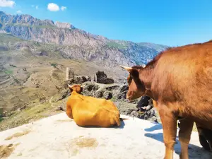 Bashnya Brat'yev Taga T Kurta