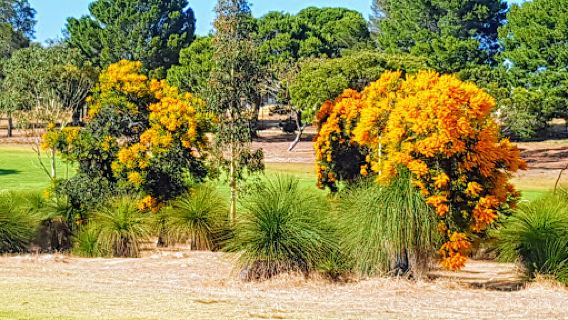 Sun City Country Club