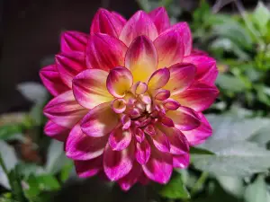 Slaughter's Garden Center