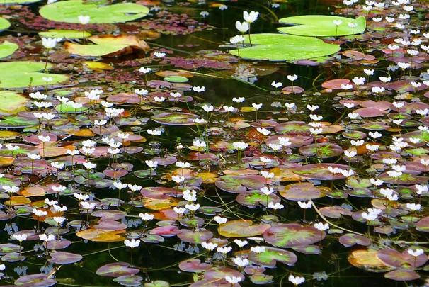 5_八仙山國家森林遊樂區