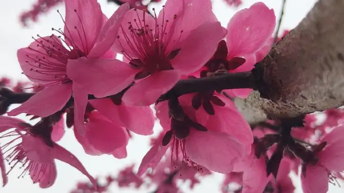 桃花島