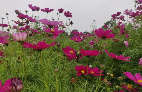 紅海綠洲生態園