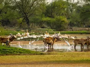 Bandhavgarh National Park