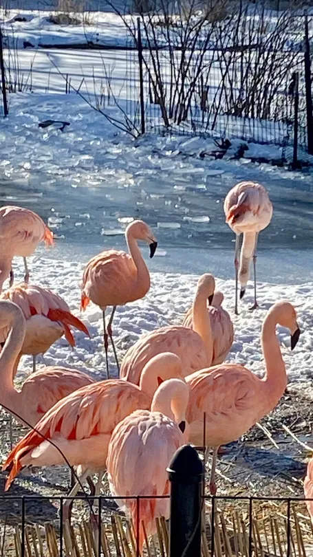 5_林肯公園動物園