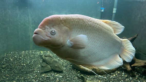 Aquarium of Freshwater Fish