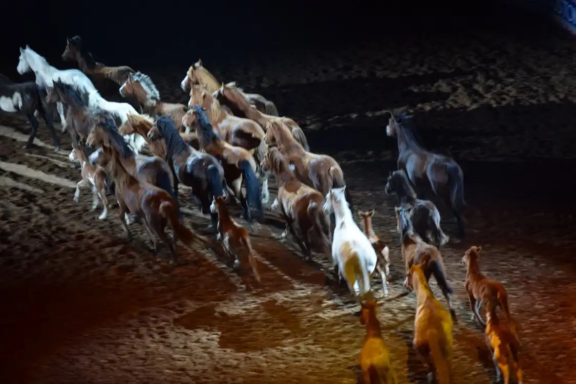 Hotels near Houston Livestock Show and Rodeo
