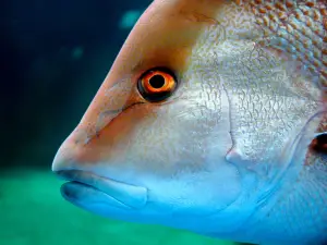 Aquarium Costa De Almeria