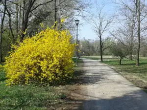 Parco del Cormor
