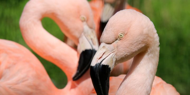 Rosamond Gifford Zoo