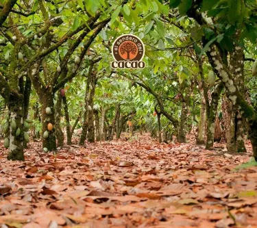 El Sendero del Cacao