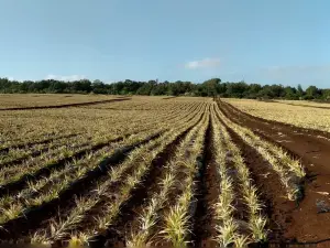 Maui Pineapple Tour