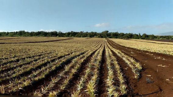 Maui Pineapple Tour