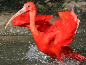 Bird park Villars les Dombes