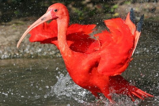 Bird park Villars les Dombes