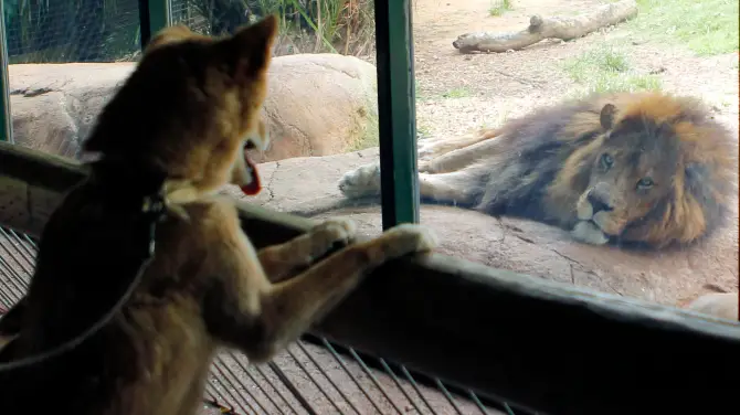 4_Perth Zoo