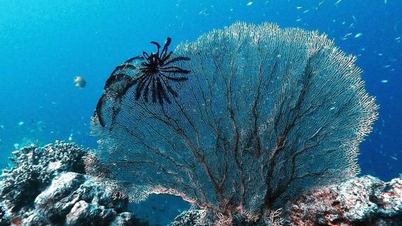 Mu Ko Surin Nationalpark