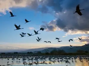 Hula Nature Reserve