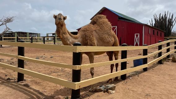 Philip's Animal Garden
