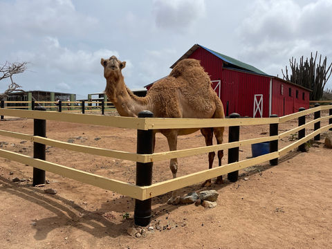 Philip's Animal Garden