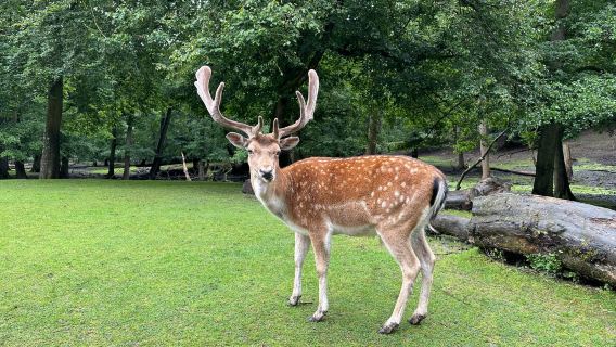 Marselisborg Deer Park
