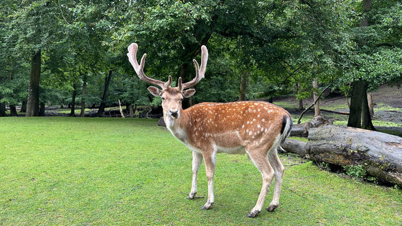 Marselisborg Deer Park