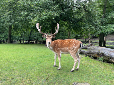 Marselisborg Deer Park