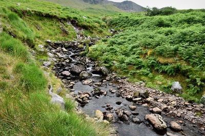 Cronins Yard