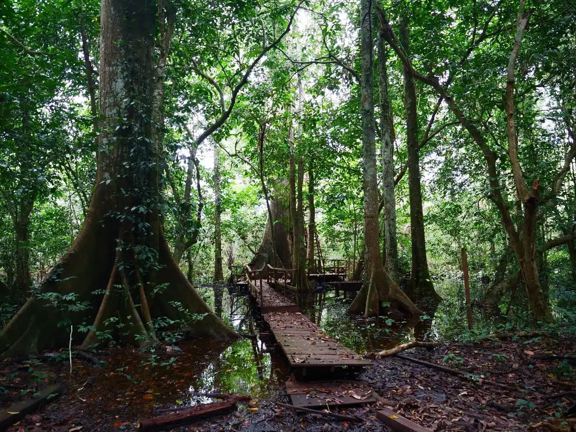 Hotels near Okomu National Park