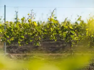 Borgo Turrito wines