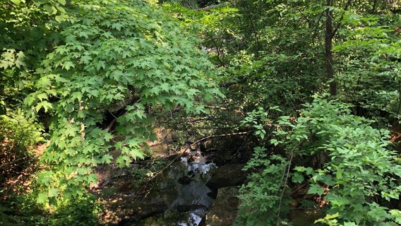 Otter Creek Preserve