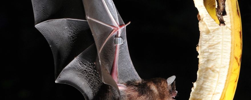 Noctalis