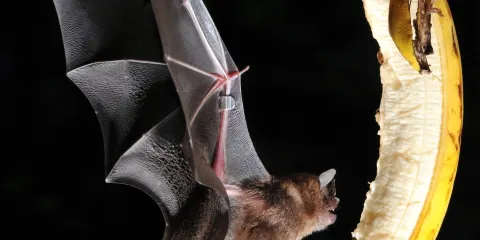 Noctalis - Welt der Fledermaeuse