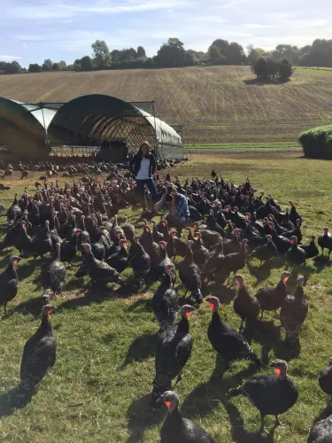 Copas Turkeys