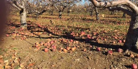 Sholan farms