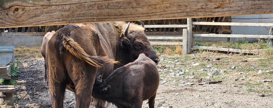 Topolcianky Bison Park