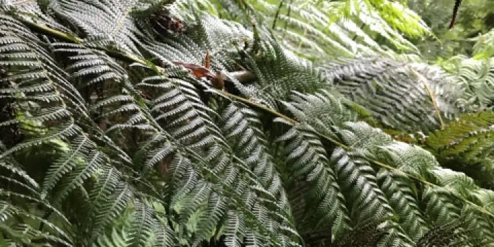 Uralla Nature Reserve