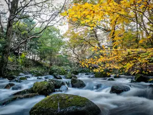 The Fairy Glen