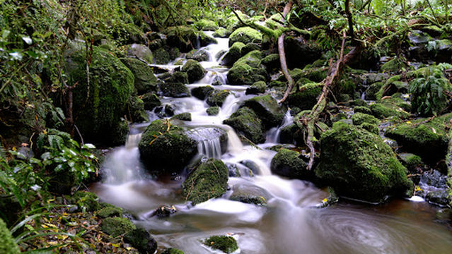 Nicols Creek Glow Worms