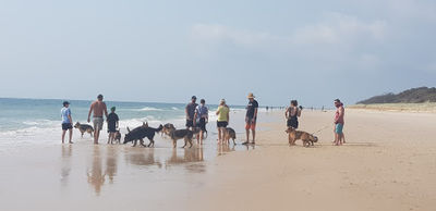 Dog Beach Part Of Woorim Beach