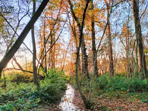Colemere Countryside Site