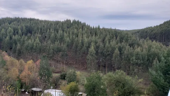 Reserva Natural Küme Newen Osorno - Chile